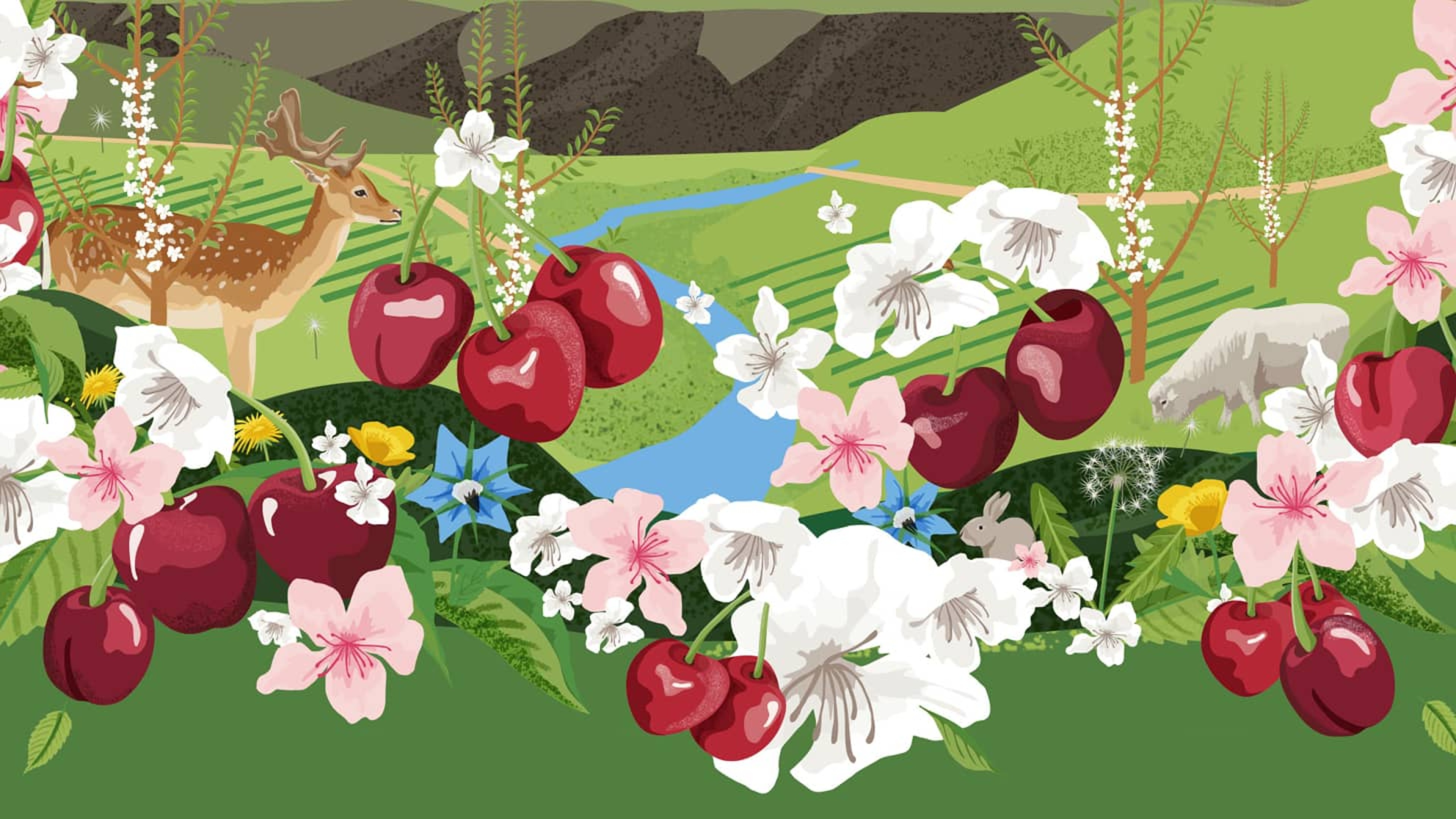 Fluid Tarras Cherry illustration 3